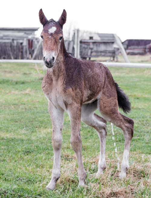 Preview: Portrait of cute foal wet after rain. He is standing in meadow, looking at camera and pissing
