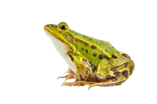 Preview: Green Pool frog male