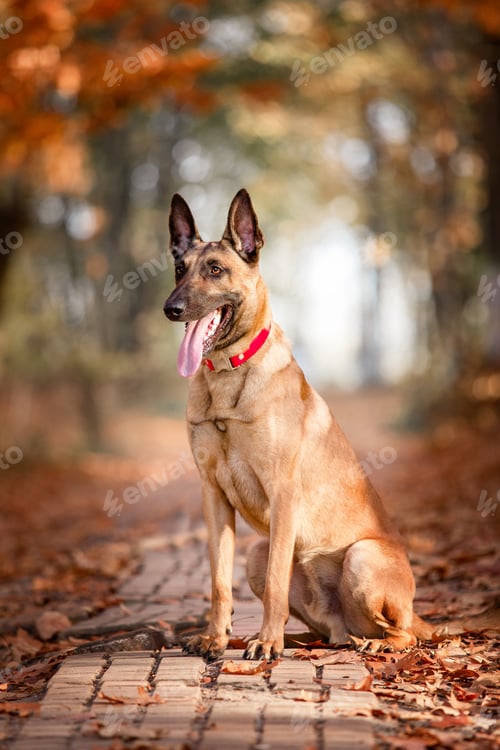 Preview: Belgian Shepherd Malinois lying down in fallen leaves in the public park. Fall, autumn. Happy dog o