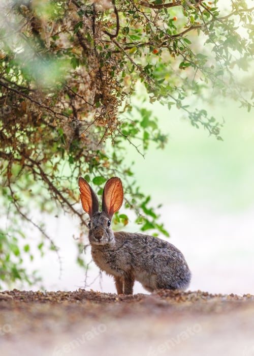 Preview: Bunny in Bushes Looking At Camera