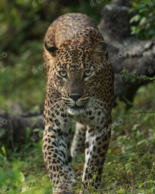 Preview: Closeup of a Leopard in Yala National Park