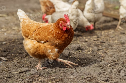 Preview: Farming. Brown Hen Walking in Farmyard Outdoors.
