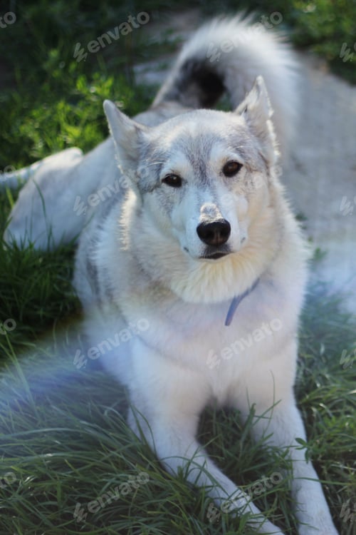 Preview: hunting dog of the West Siberian Husky breed. cute pets.