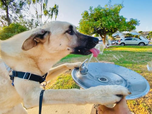 Preview: Thirsty girl using the public water fountain at the dog park to lap up and drink cold water