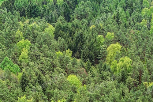 Preview: mixed forest background