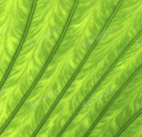 Preview: Texture of a green leaf