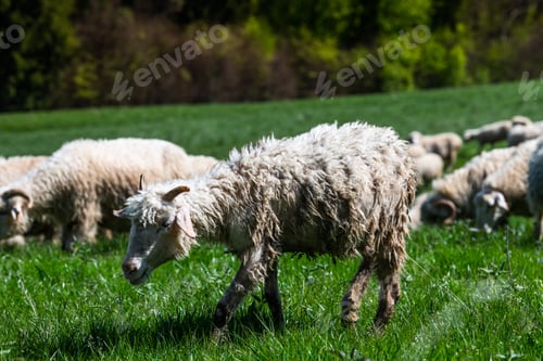 Preview: Traditional sheep pasture on meadow in Pieniny Mountains in Poland. Sheeps springtime grazing.