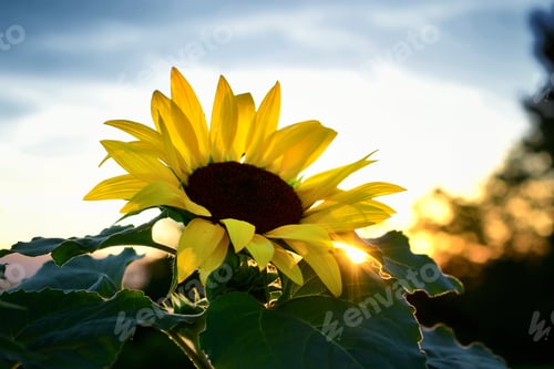 Preview: Yellow sunflower at sunset golden hour, nature background