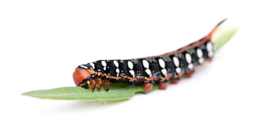 Preview: Spurge Hawk, Hyles Euphorbiae, caterpillar on leaf against white background