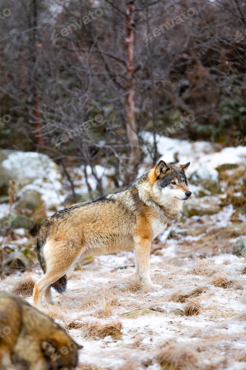 Preview: Magnificent alpha male wolf in pack standing in the forest
