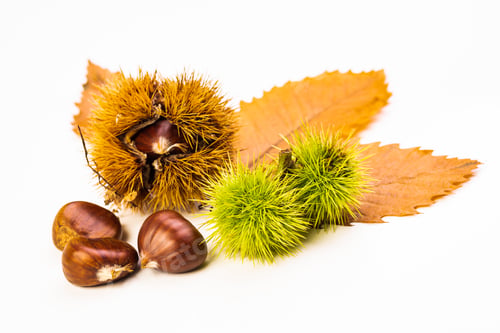 Preview: Ripe chestnuts close up. Raw Chestnuts for Christmas Autumn time
