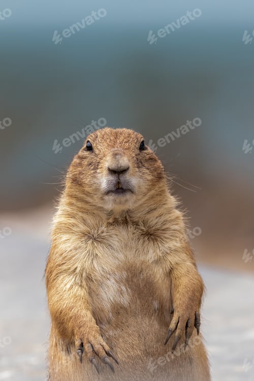 Preview: Closeup shot of a black-tailed prairie dog