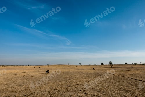 Preview: Thar Desert in Rajasthan India