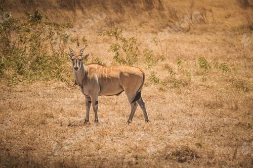 Preview: Eland standing in dry grass of ngorongoro crater, tanzania, africa during safari trip
