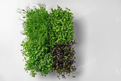 Preview: Top view of micro green trays on white background