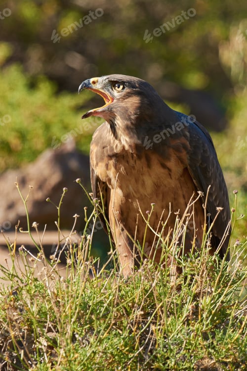 Preview: Dont take another step. Shot of a majestic bird of prey.