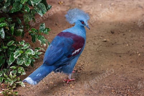 Preview: Western Crowned Pigeon (Goura cristata)