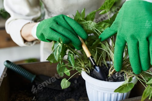 Preview: A mature woman nurturing her thriving plants in a bright and cozy studio space