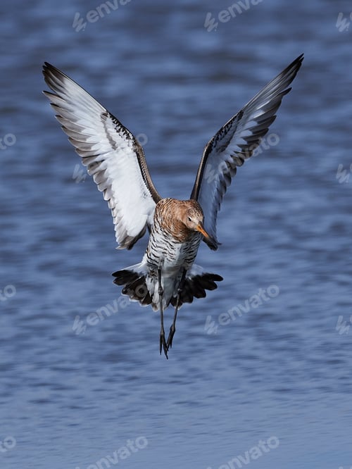 Preview: Black-tailed godwit (Limosa limosa)