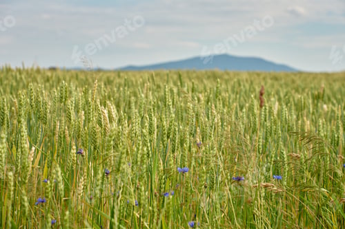 Preview: Wheat field with mountain landscape under cloudy summer sky