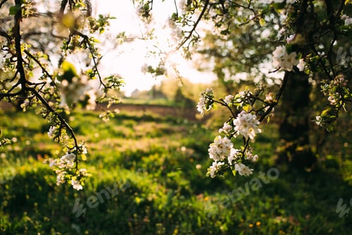 Preview: Apple buds bloom in spring. Apple blossom. Spring garden. Blurred background