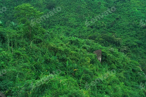 Preview: green plant with nature leaf, tree and environmental background in eco concept