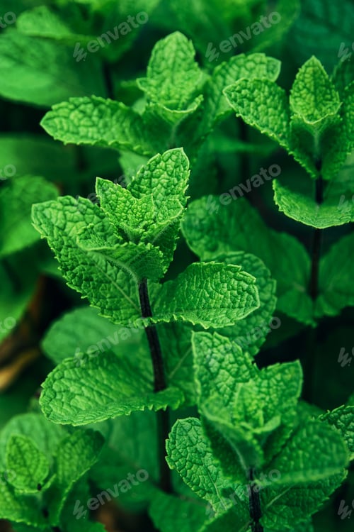 Preview: Fresh green lush foliage mint herb plant grow in garden outdoor.