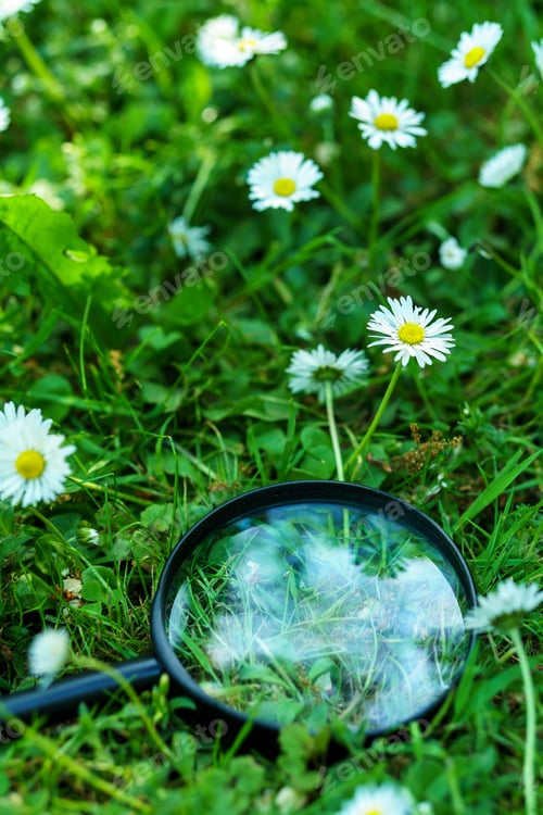 Preview: Retro magnifying glass on a grass with daisies