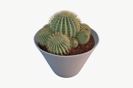 Preview: Multiple cacti in a smooth round pot