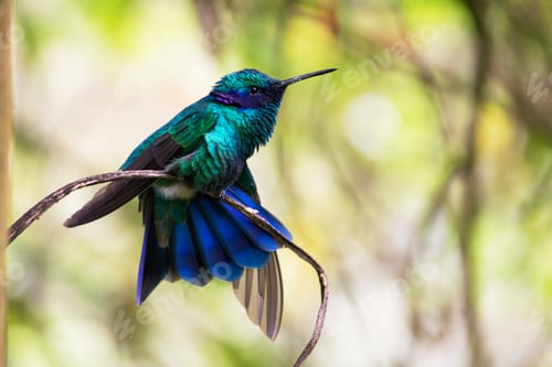 Preview: Closeup shot of a cute hummingbird perched on a branch