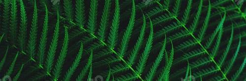 Preview: Green plant foliage nature background, top view banner.