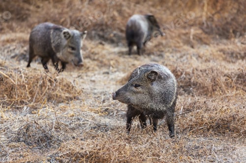 Preview: Wild boar