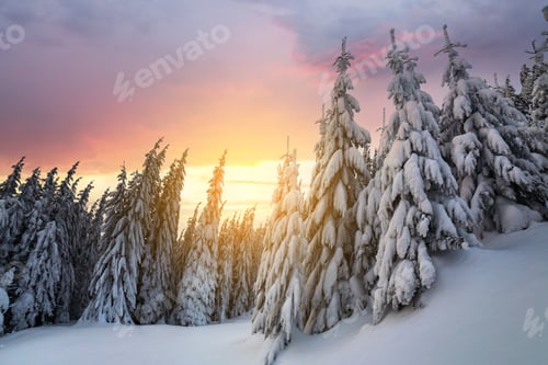 Preview: Beautiful winter mountain landscape. Tall spruce trees covered with snow in winter forest and cloudy