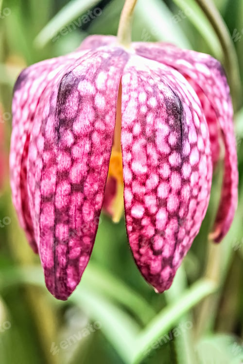 Preview: A single snake's head fritillary in a wildflower meadow