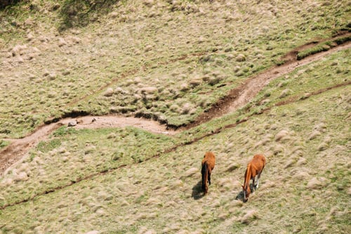 Preview: Horses Grazing On Green Mountain Slope In Spring In Mountains Of