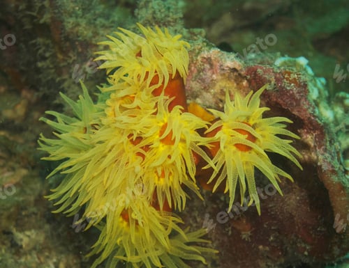 Preview: Colorful sea life underwater, shallow underwater seascape