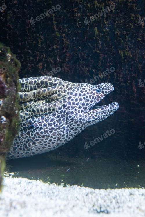 Preview: Underwater close-up of a moray eel near a bright coral in the sea