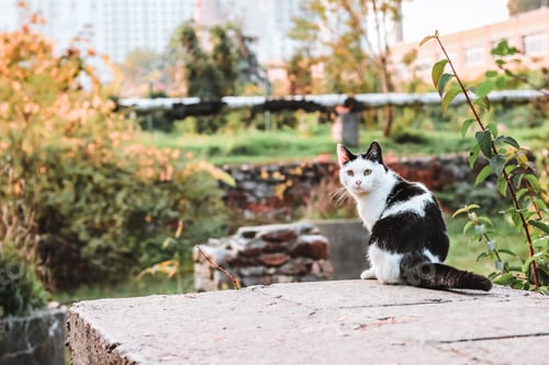 Preview: Black and white cat sitting on the edge of a concrete slab in autumn.