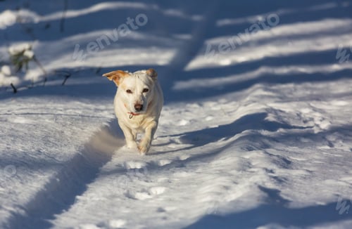 Preview: Dog in winter forest