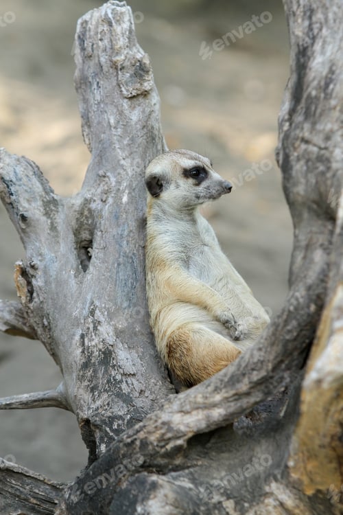 Preview: Meerkat family member (Suricata suricatta)