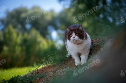 Preview: British shorthair cat strolling down a grassy hill in a lush wooded forest, taking in the sights