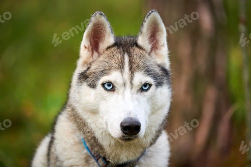 Preview: Purebred Siberian Husky dog with blue eyes in collar, Siberian Husky dog face close up outdoor