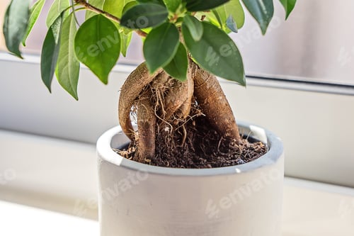 Preview: Closeup view of root potted Ficus Bonsai on light windowsill. Indoor flower for office, air quality