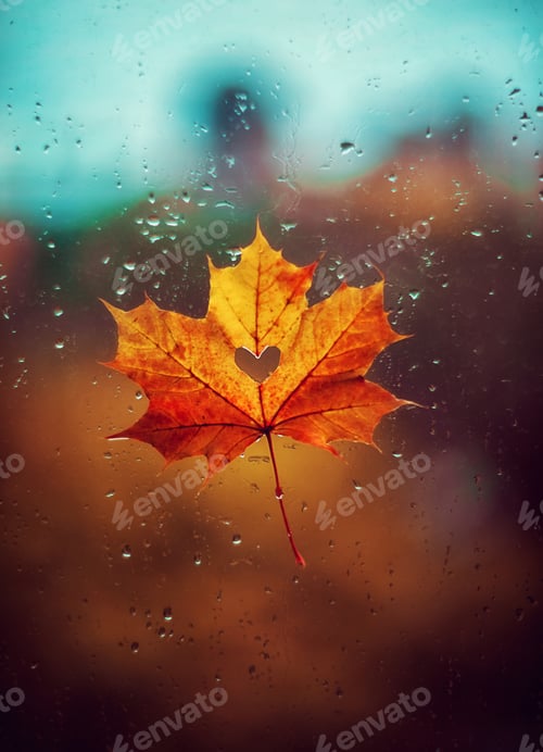 Preview: A beautiful maple leaf with a heart inside on a wet window with rain drops. Autumn mood. Valentine's