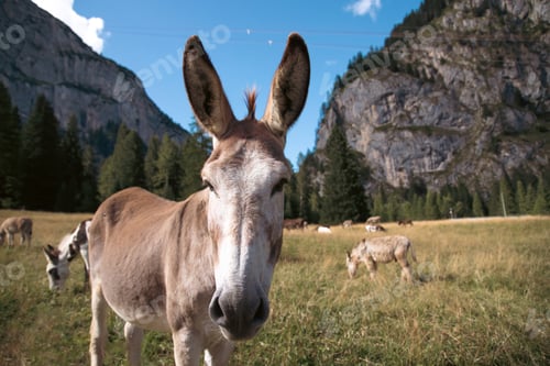 Preview: A donkey in the wonderful landscape of the Dolomites mountains, South Tyrol, Italy