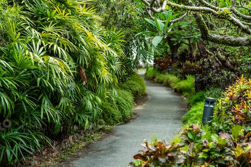 Preview: Asphalt path through a tropical garden in cloudy weather.
