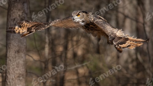 Preview: Eurasian Eagle Owl