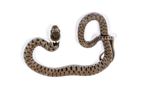 Preview: Grass snake, Natrix natrix, Isolated on white