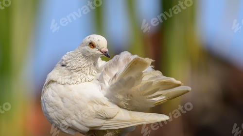 Preview: Beautiful white pigeon preening feathers against natural bokeh background