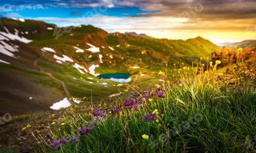 Preview: Purple Clover Flowers Lake Como - Poughkeepsie Pass, San Juan Mo